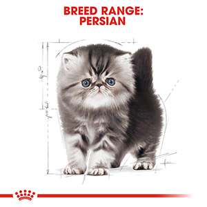 Royal canin persian shop kitten 10 kg