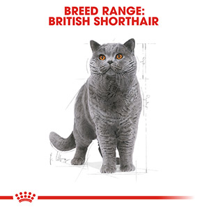 Royal canin british 2025 shorthair kitten 10 kg