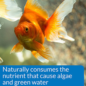 API Prevent Algae Aquarium Algae Control Solution 118ml | Pets At Home