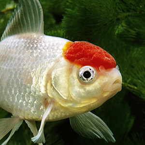 Tetra Visvoer Goldfish Gold Japan - Vissenvoer - Vlok & Korrel - Pets Place