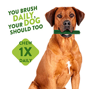 Dog toothbrush discount pets at home