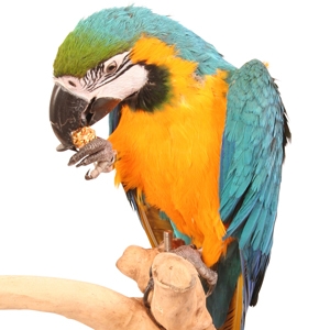 pets at home parrot food