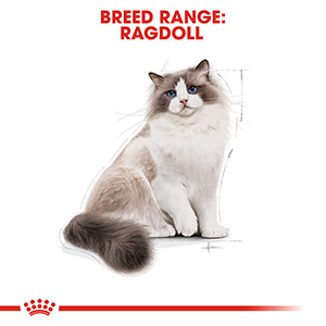 Royal Canin Feline Ragdoll Dry Adult Cat Food 2kg | Pets At Home
