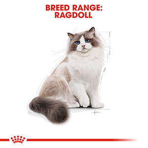 Royal canin sales ragdoll 4kg