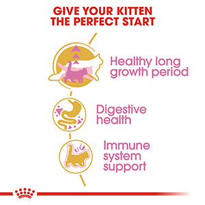 Royal Canin Feline Maine Coon Dry Kitten Food 4kg Pets At Home