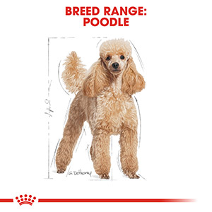 Royal Canin Breed Health Poodle Dry