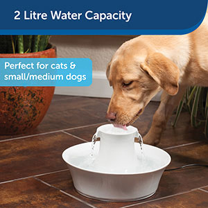 Dog water fountain deals pets at home