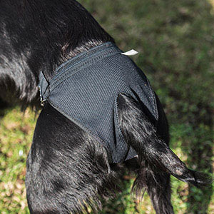 Mikki Dog Hygiene Pants Black | Pets At Home