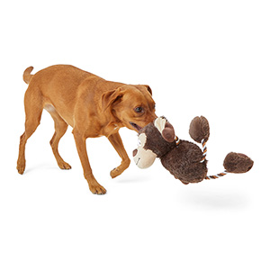 Pets at home 2024 monkey dog toy