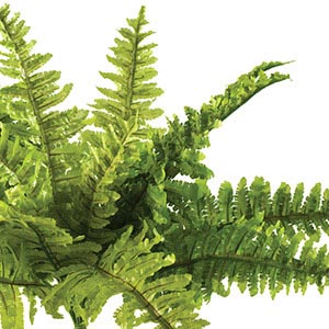 Exo Terra Boston Fern Rainforest Ground Plant | Pets At Home