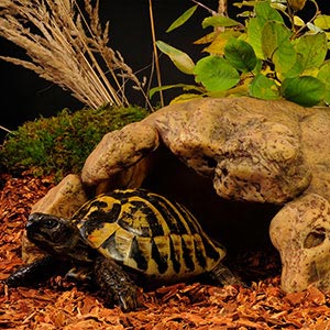 small pet tortoise