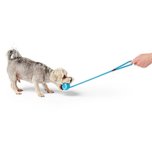 Pets At Home Tennis Ball On Rope Dog