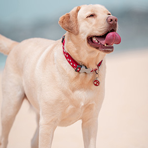 Red dingo collar pets best sale at home