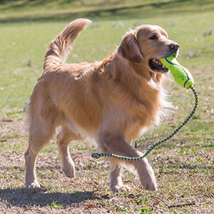 dog with rope