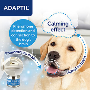 Dog pheromone collar store adaptil