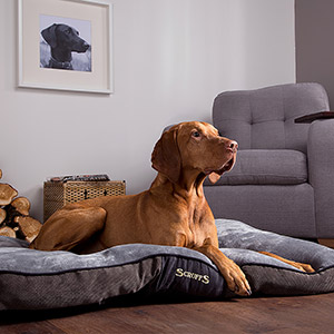 Scruffs extra best sale large dog beds