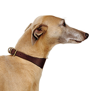 Lurcher collars pets cheap at home