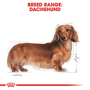 Royal canin 2024 dachshund wet food