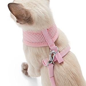 kitten harness pets at home