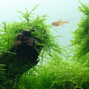 Imagitarium Water Hair Grass Neon Plant, Medium