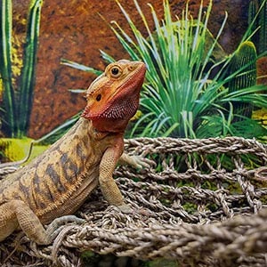lizards at pets at home