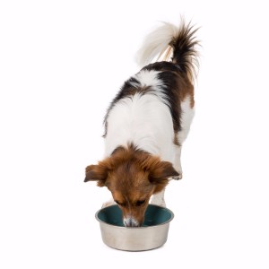 Slow feed dog bowl pets deals at home