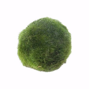Moss Ball Decorative Moss Balls for Fish Tank Water Grass Moss Balls Live  Aquarium plantAquatic Plant Ornament (4cm/157in)