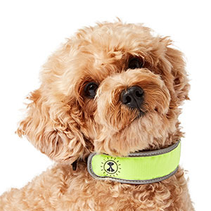 Pets at Home Flashing Dog Collar Slider | Pets At Home