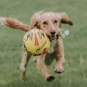 Dog football shop