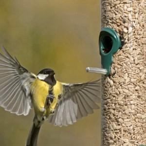 rspb sunflower hearts feeder