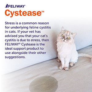 Feliway cystease sale 300 capsules