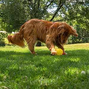 Nina Ottosson Dog Treat Tumble Ball Boredom Buster