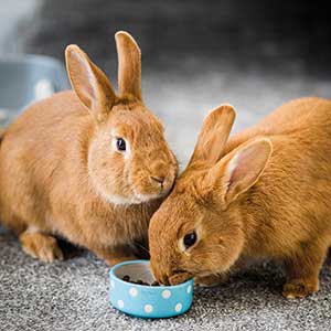 Burgess indoor rabbit clearance food