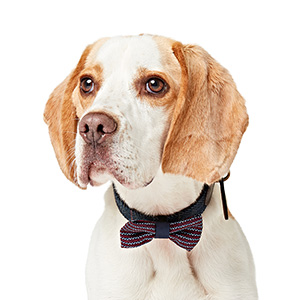 Pets at Home Dog Bow-Tie and Tie Set Blue