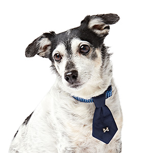 Pets at home shop dog bow tie