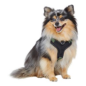 pets at home comfort harness