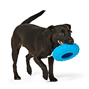 Tuff tire hotsell dog toy