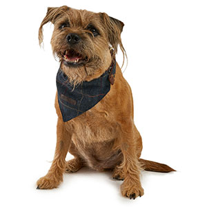 Dog Bandana Collar Accessory Ink Blue 
