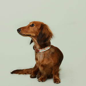 soft touch dog harness