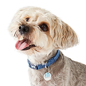 Pets at home discount dog collars