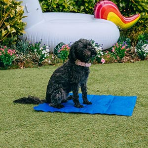 pets at home cooling mat