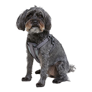 Pets at Home In-Car Safety Dog Harness 