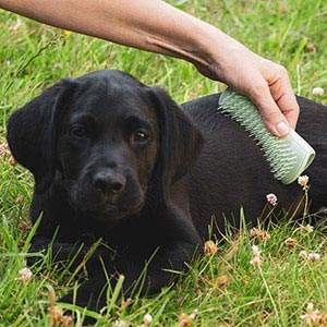 Best hair brush for 2024 labrador