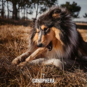 Canophera Dog Chew Stick Made Of Coffee Wood Small | Pets At Home