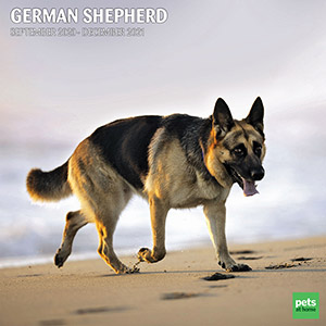 traditional german shepherd