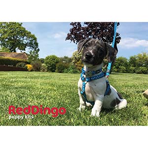 red dingo dog harness pets at home