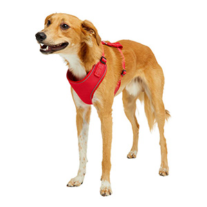 Red dingo harness sales pets at home