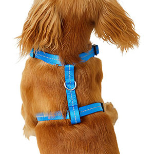 Front leading dog harness pets best sale at home