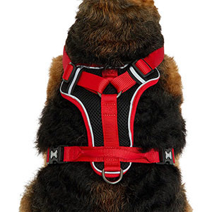 Red dingo harness cheap pets at home