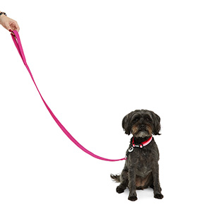 Dog leads at store pets at home